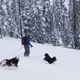 Image for article titled The Sports Highlight Of The Day Is These Noble Ski Dogs